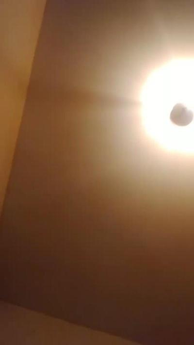 Chilena_exotica