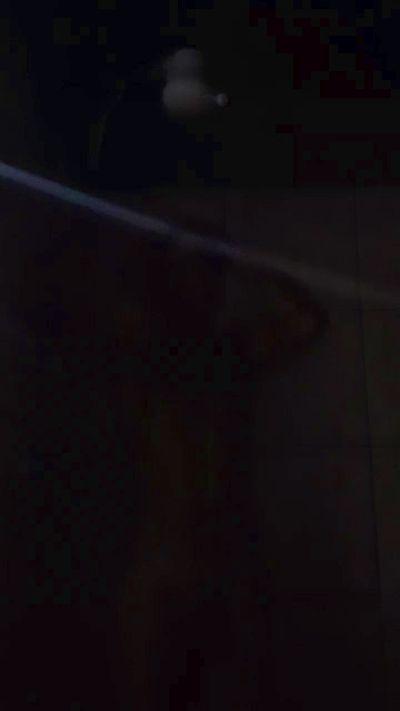 Gatinho1991