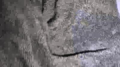 Manseesy1