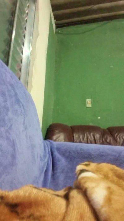 _sapequinha