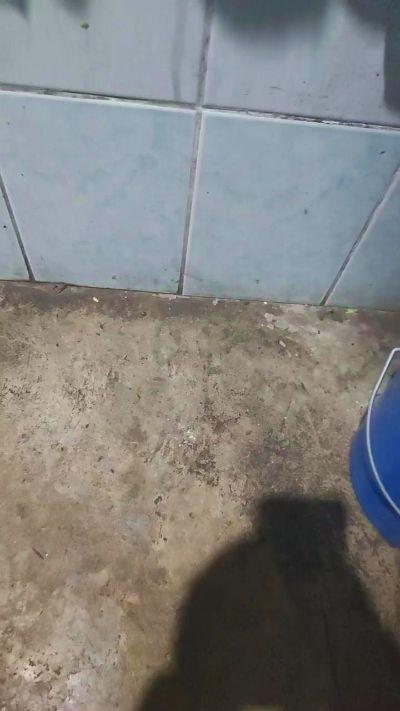 palomo231