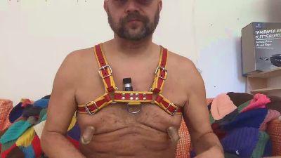 saubear2
