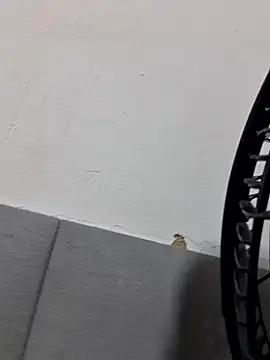 Asafadadosseussonhos21