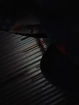 Deyvgv
