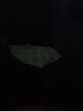 Pintocuzinho