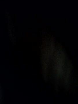 gold_fsh_21