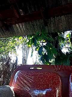 mapuch